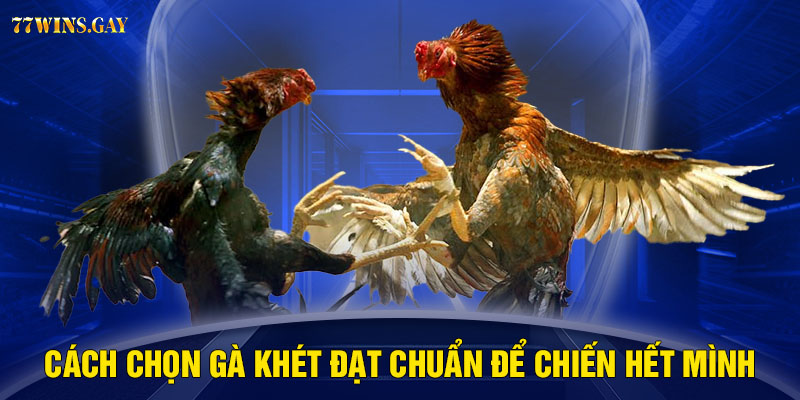 Cách chọn gà khét đạt chuẩn để chiến hết mình