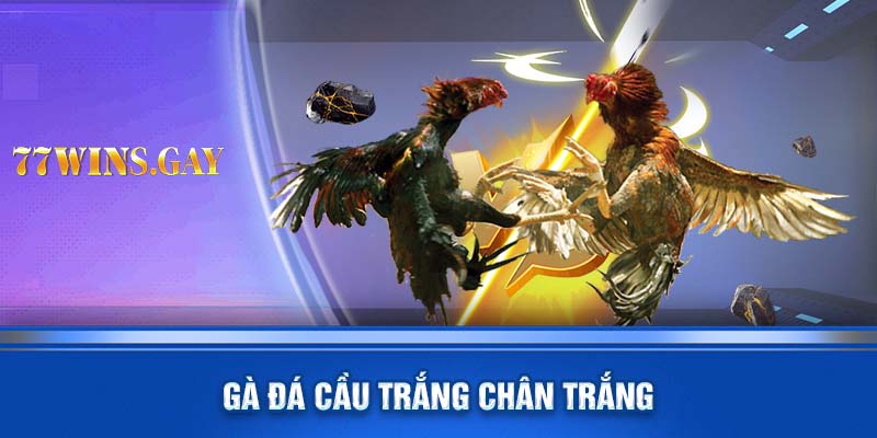 Gà đá cầu trắng chân trắng