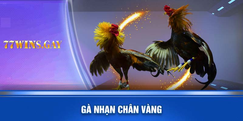 Gà nhạn chân vàng