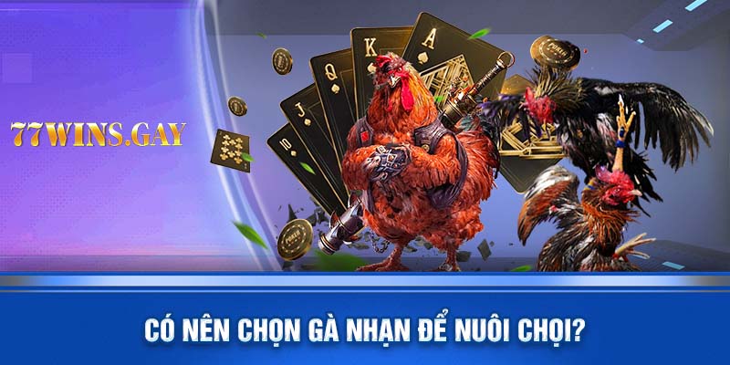 Có nên chọn gà nhạn để nuôi chọi?